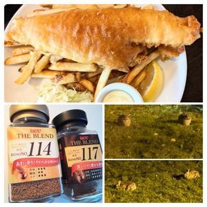 残念がる人？、日本のニュースと、コーヒー味比べ？、タマタマうさぎ、オープンAIを越えた？！、ふわふわサクサクなフィッシュ&チップス - カナダの国アリス ☆Canadian Life生活楽しみ方☆