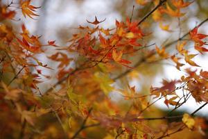 惜秋 - 京都ときどき沖縄ところにより気まぐれ