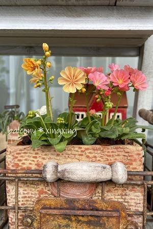 レウィシア活動報告＆500円玉の大きさに！ - balcony＊xingxing＊