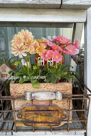 小花教の詩・満開優勝！＆やっぱグラコロ - balcony＊xingxing＊