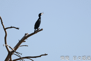 鳥撮り手習い (35) - 惰庵 日々惑迷 (だあん ひびわくめい)