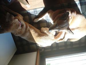 ポッカポッカ亭始めました - Always Tiida in the mind