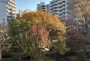 紅葉黄葉の落葉真っ最中と春を待つ鉢植え - 青山〜チトフナぱせり日記