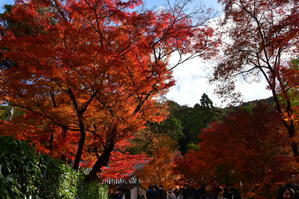 京都紅葉徘徊2025-3　永観堂-2 - 祭りバカとは俺の事(仮)