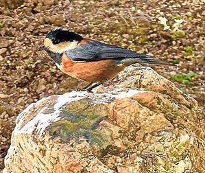 我が猫額庭園の岩石の上で、ボッチのヤマガラくんは何思う - タックの庭仕事 ── 黄昏人生残日録 ──