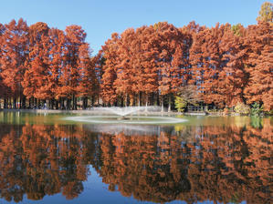   メタセコイアの別所沼公園 - nama3の気ままに雑記