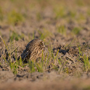 2025/11/30　コミミズク（兵庫県） - AR75TS