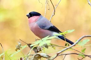 千葉県の公園にやってきたウソの群れは食欲旺盛 - 旅プラスの日記