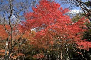 町内の紅葉が見頃！ - ハチミツの海を渡る風の音