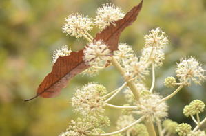 【自己紹介】はじめまして、トムロックです。 - 相模原・町田エリアの写真サークル「なちゅフォト」ブログ！