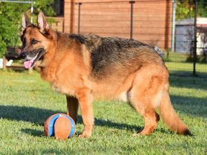 進捗状況＆頑張るしかない - 徒然てんぐさ