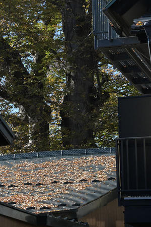 大社とうなぎ - 三月うさぎの写真帖