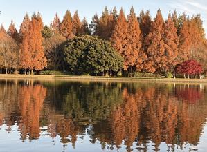 水元公園のメタセコイアの森をお散歩 - オートクチュールの旅日記