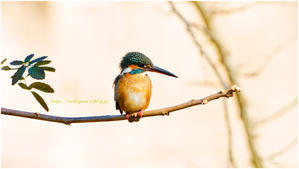 再現像 "カワセミ♀" @ M.ZUIKO DIGITAL ED 300mm F4 IS Pro + MC-20 - ルリビタキの気まぐれPATA＊PATA