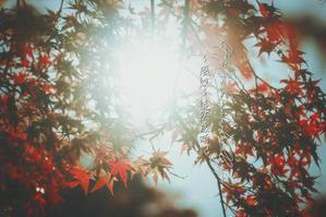 紅葉と冬を感じる日射し。 - ～風紋～徒然歳時記