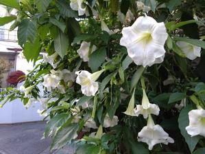 免疫について再び - 梟通信～ホンの戯言