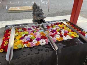 あぁ師走 - 「両手のない猫」チビタと愉快な仲間たち