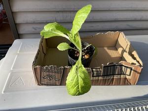 手塩にかける - 中津スバルの濃いスバリストに贈る情報