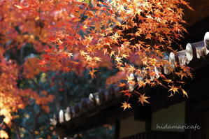 揺らぎ - 陽だまりcafe