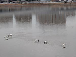 水が少なくなってる池に白いサギがたくさんいたー - 空見て思う