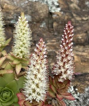 海岸沿いを散歩・・・ゲンカイイワレンゲ - 信ちゃんの美夜古たより