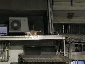 秘書さん - 台湾国際結婚ってそんなにいいの？