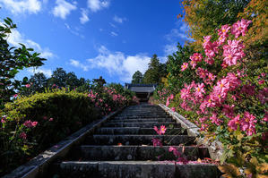 秋明菊咲く善峯寺（後編） - 花景色－K.W.C. PhotoBlog