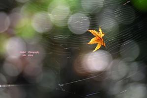 時の過ぎゆくままに・・ - RANDOM SHOT　Ⅱ