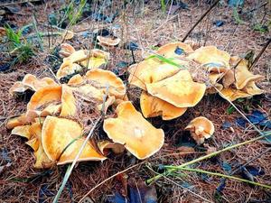 2025.12.1のイロイロ... - HAIR GARAGE STREET  かまぼこのひとり言