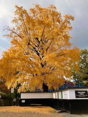 博物館の銀杏と二の丸紅葉散策と花畑広場のクリスマスマーケット準備中と買い物とカシワバアジサイの葉と夏のような空と明日もおやすみ - ひよこ雑貨店（19冊目）