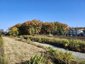 師走に入りました。 - 土佐婚倶楽部