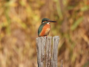 ★クロツラヘラサギがやってきた！先週末の鳥類園（2025.11.29～11.30） - 葛西臨海公園・鳥類園Ⅱ