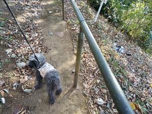 師走初日 - おルミの徒然日誌