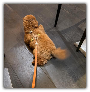 モカ、未だにソックリさん詐欺にハマる - ◆Cinq*Etoiles◆