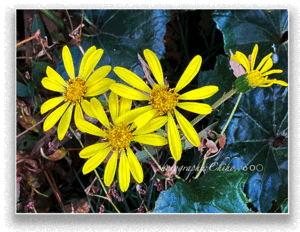 「これでいいのだ」 - ちほりごと@．．ｏＯ○