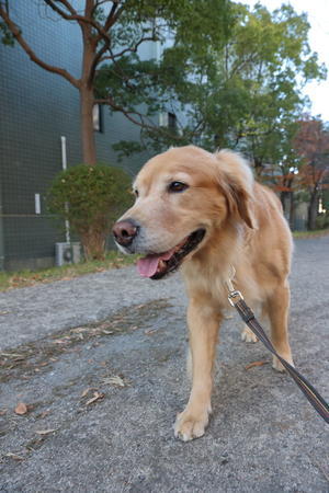 ちょっぴり遠出散歩♪ - ハナ＆ララとお散歩！