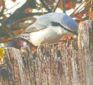 我が猫額庭園の第二餌台の窪みに、ゴジュウカラが相変わらず餌を保存しています - タックの庭仕事 ── 黄昏人生残日録 ──