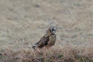 久しぶりのコミミズク君、もうちょっと明るいうちに出て来てよ - 旅プラスの日記