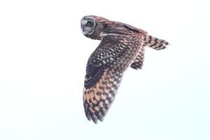 コミミズク飛翔　02 - 季節の風