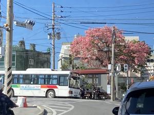 トックリキワタがあちらこちらで満開 - 治華な那覇暮らし