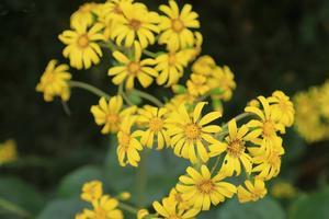 札所　参拝 - ハチミツの海を渡る風の音