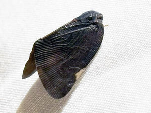 昼間は縁側で、夜は居間で… - 昆虫ブログ　むし探検広場