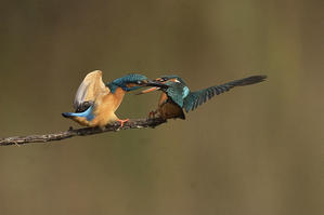 カワセミの小競り合い - TSUCHIYA BLOG