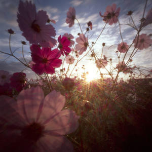 2025年の秋桜　その3 - はりあなのこころ