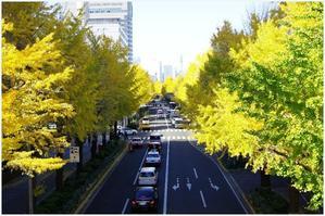 横浜・イチョウ並木通り - 湘南の光に