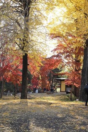 雀宮公園　再訪 - 四季折々