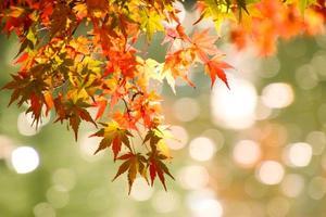 &#127925;徳川園の紅葉&#127925;2025.11 - 野風の部屋