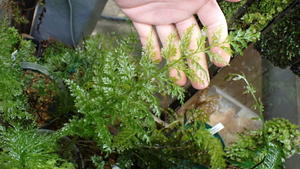 コケシノブログ‐苔忍録‐