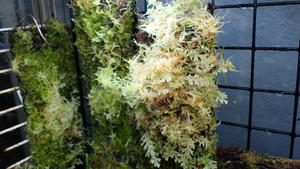 コケシノブログ‐苔忍録‐