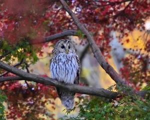 暗くなって出て来た！！フクロウ - シエロの野鳥観察記録